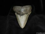 Very Serrated Inch Megalodon Tooth #96-1